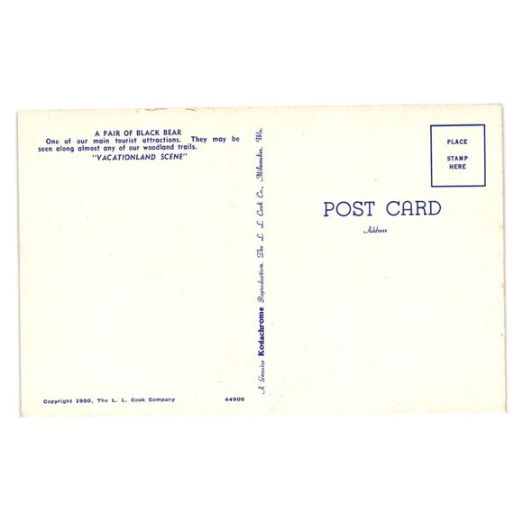 Vintage Postcard Vacationland Scene Black Bears L L Cook Co 1950 Collectible WI - Picture 2 of 2